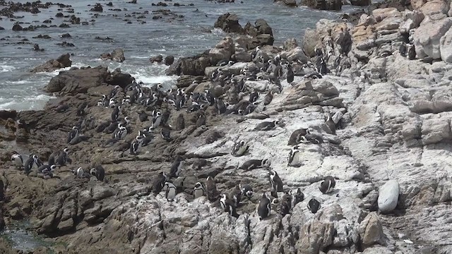 Pingüino de El Cabo - ML391095211