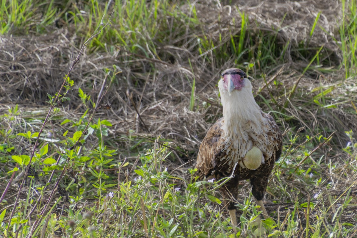 Crested Caracara - ML391096051