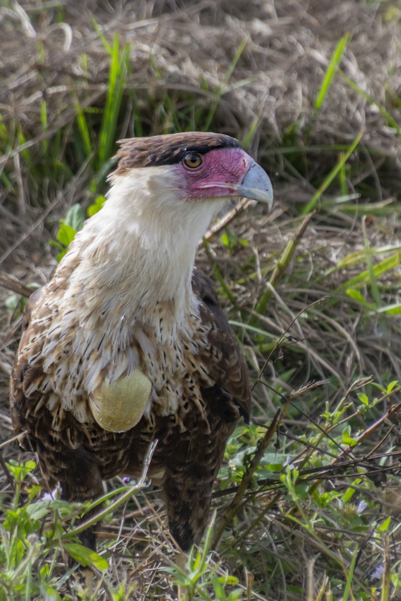 Crested Caracara - ML391096061