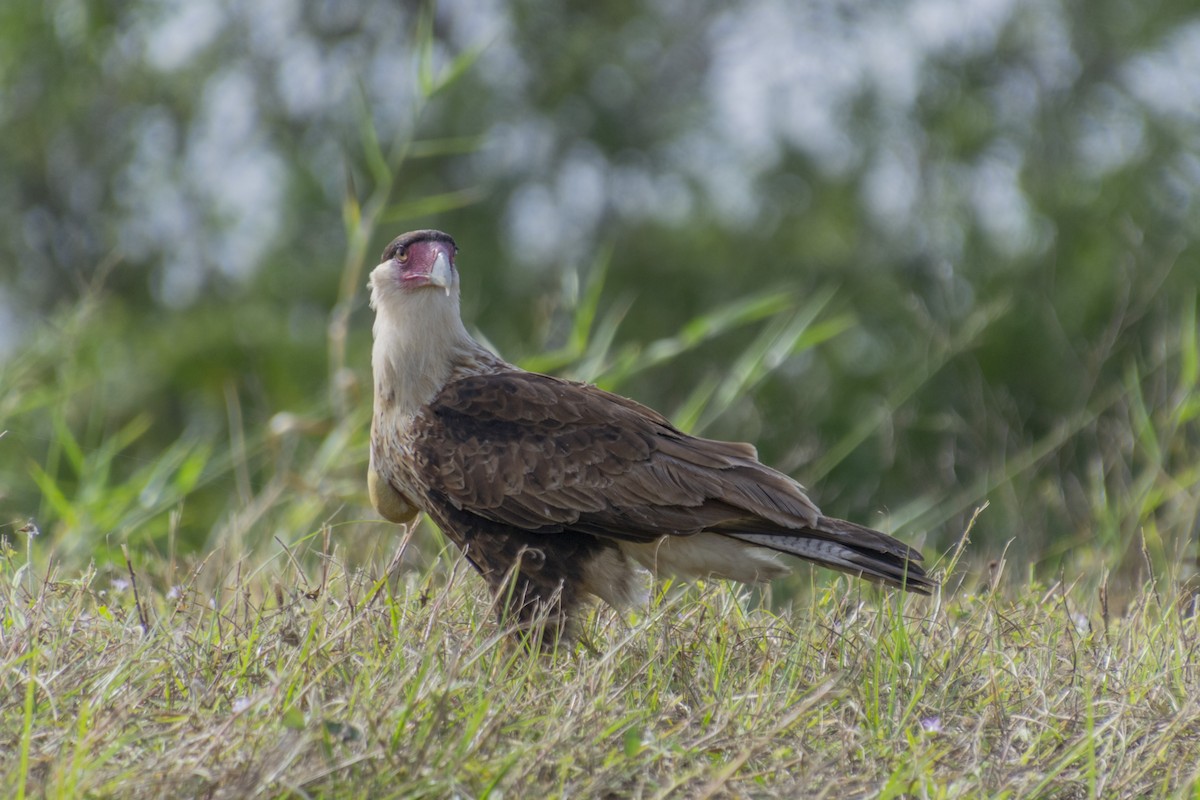Crested Caracara - ML391096071