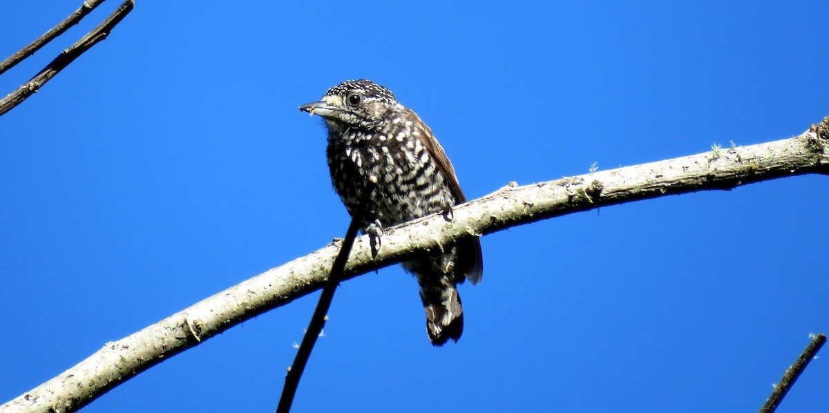 Speckle-chested Piculet - ML39109661