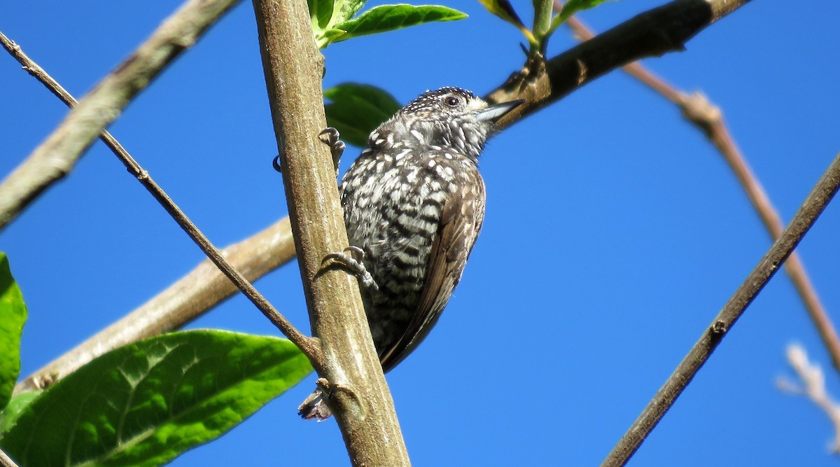 Speckle-chested Piculet - Fernando Angulo - CORBIDI