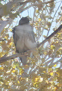 Red-tailed Hawk - ML391098671