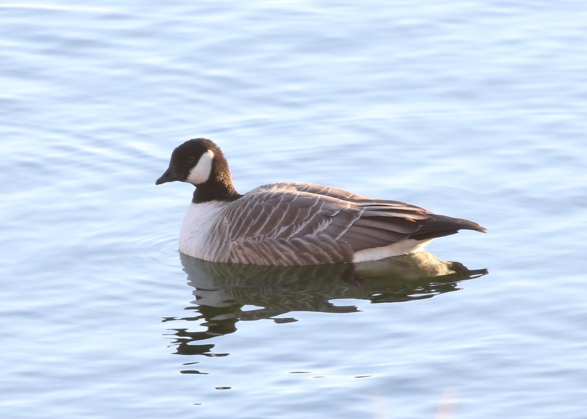 Cackling Goose (Richardson's) - Menachem Goldstein