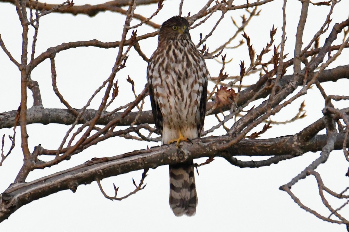 Cooper's Hawk - ML391103081