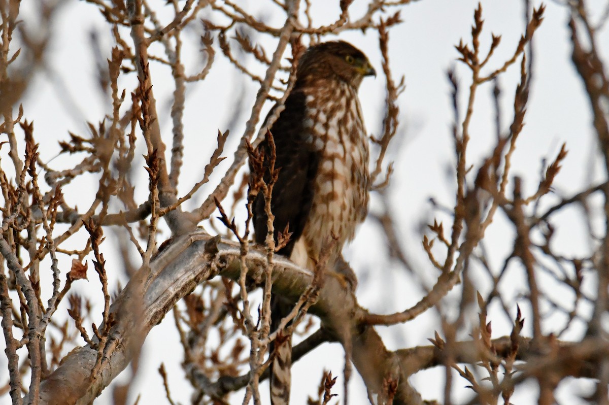 Cooper's Hawk - ML391103101