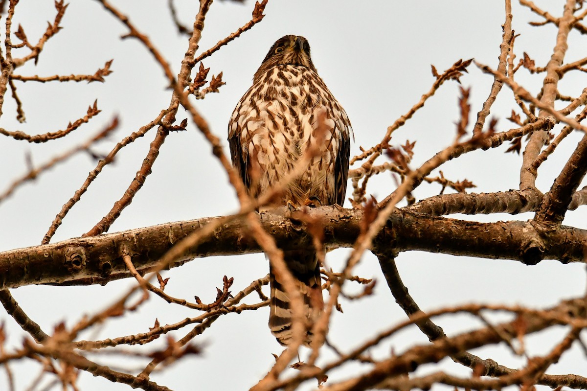 Cooper's Hawk - ML391103111