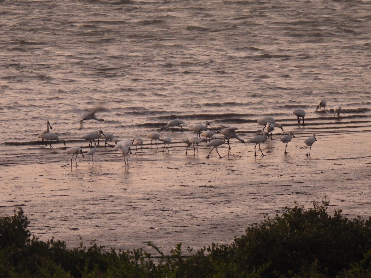 Black-faced Spoonbill - ML391104251