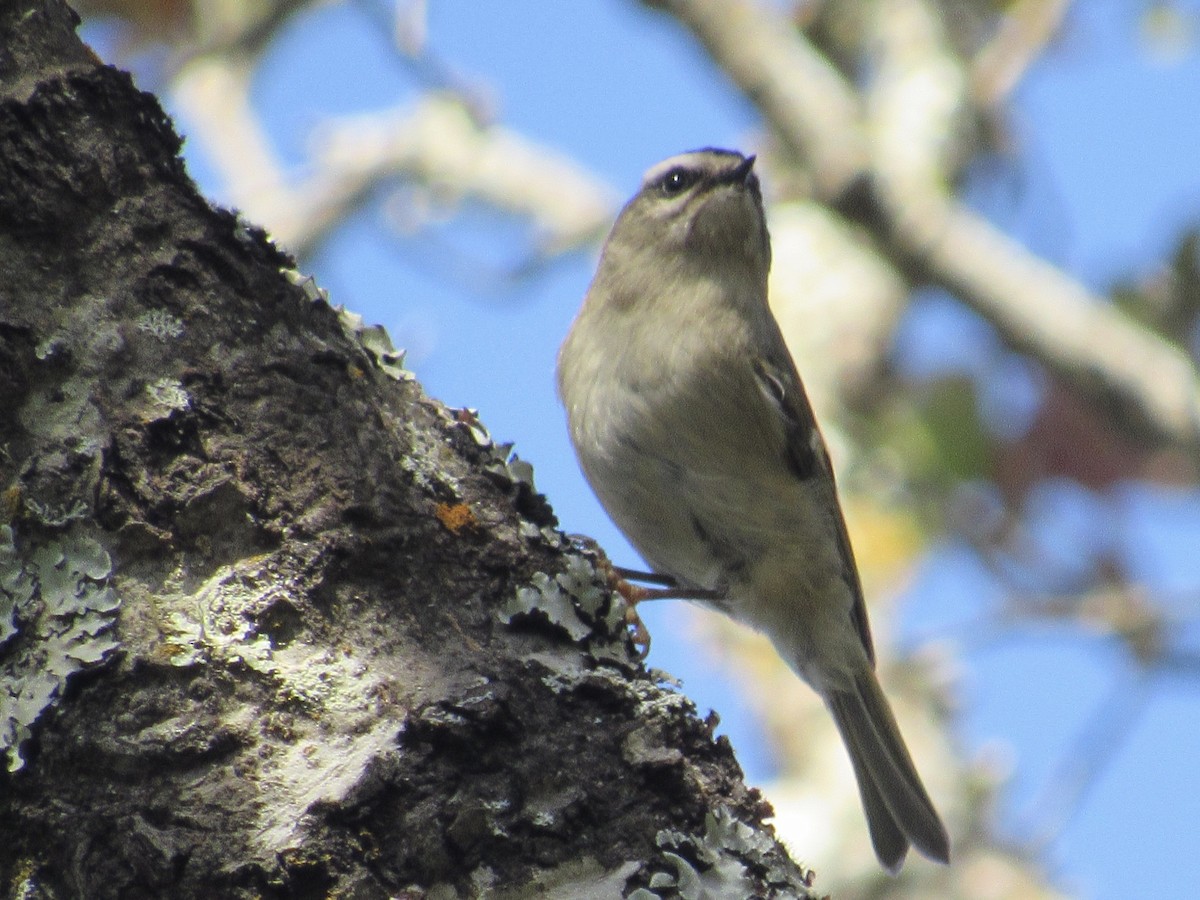 Golden-crowned Kinglet - ML391107021