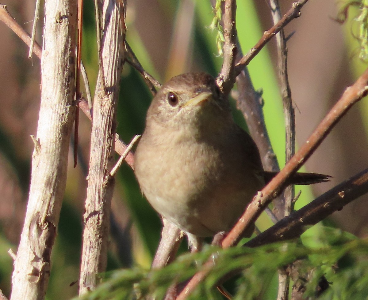 House Wren - ML391107331