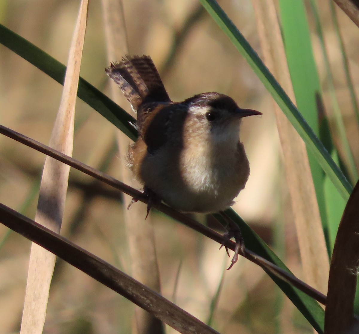 Marsh Wren - ML391107621