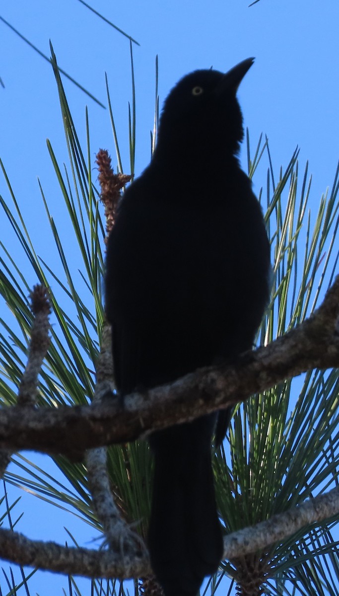 Common Grackle - ML391108461