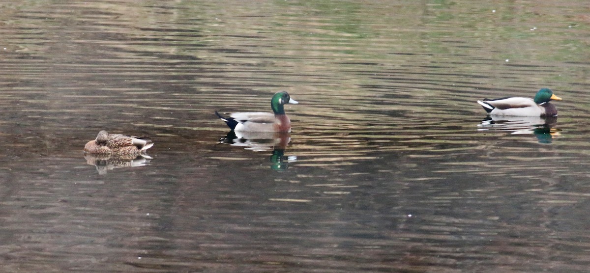 American Wigeon x Mallard (hybrid) - Steven Kahl