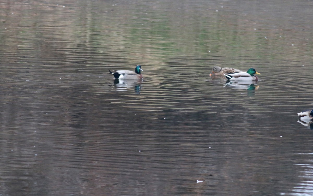 American Wigeon x Mallard (hybrid) - ML391111281