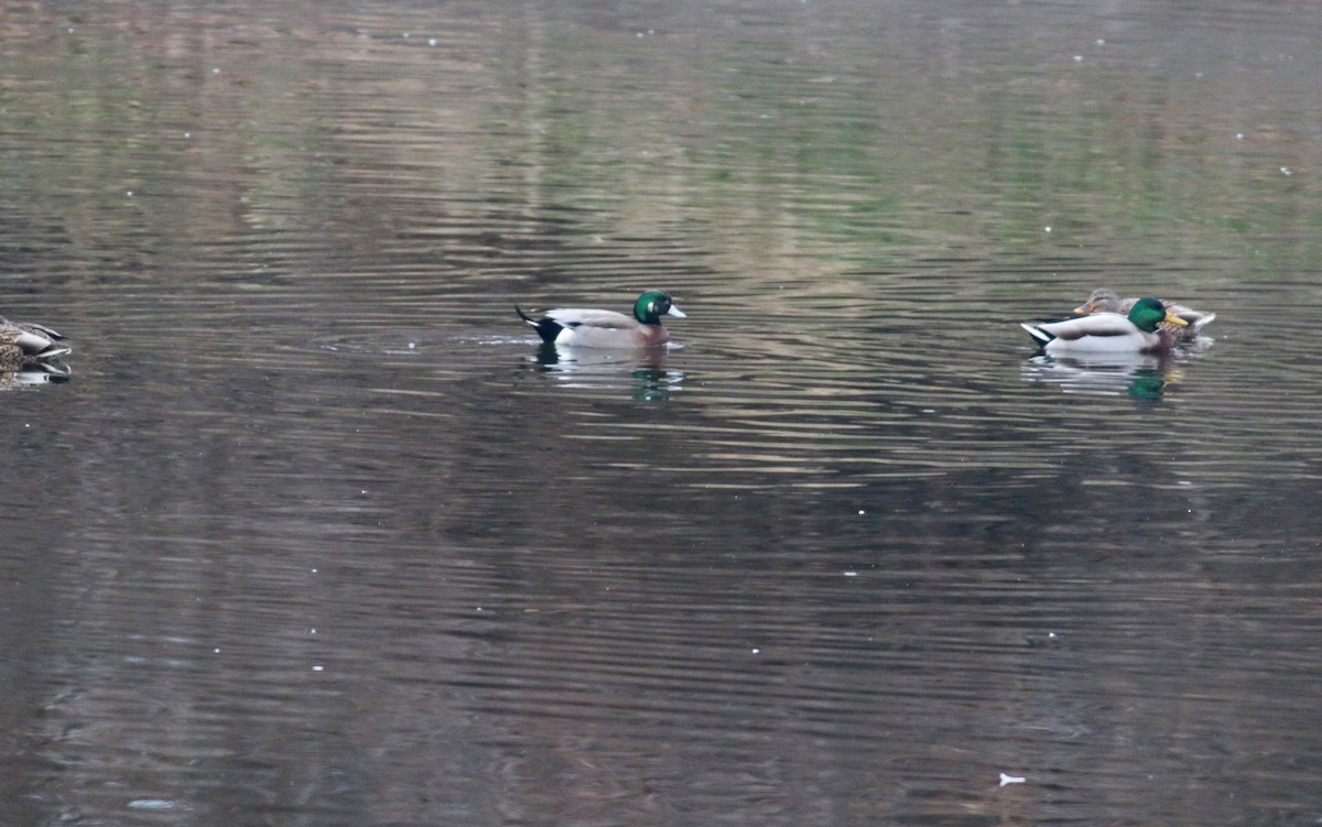 American Wigeon x Mallard (hybrid) - ML391111291