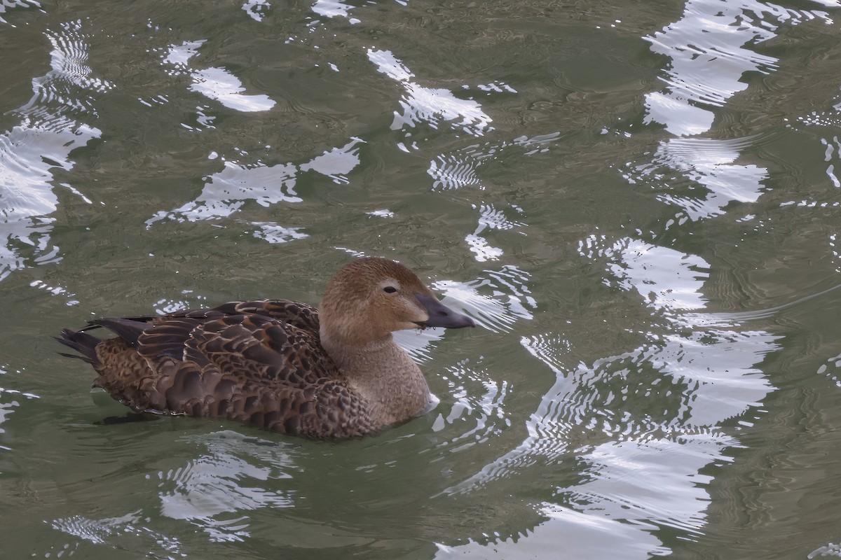 King Eider - Scott Ray