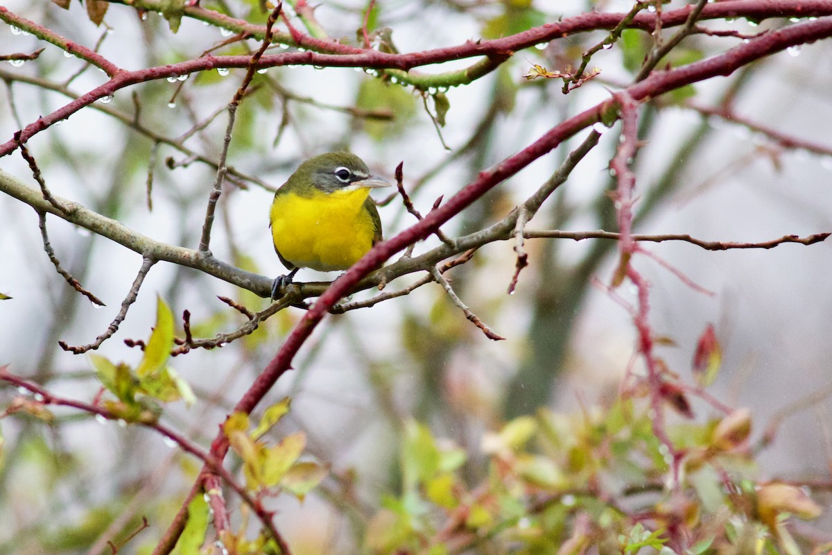 Yellow-breasted Chat - ML391112541