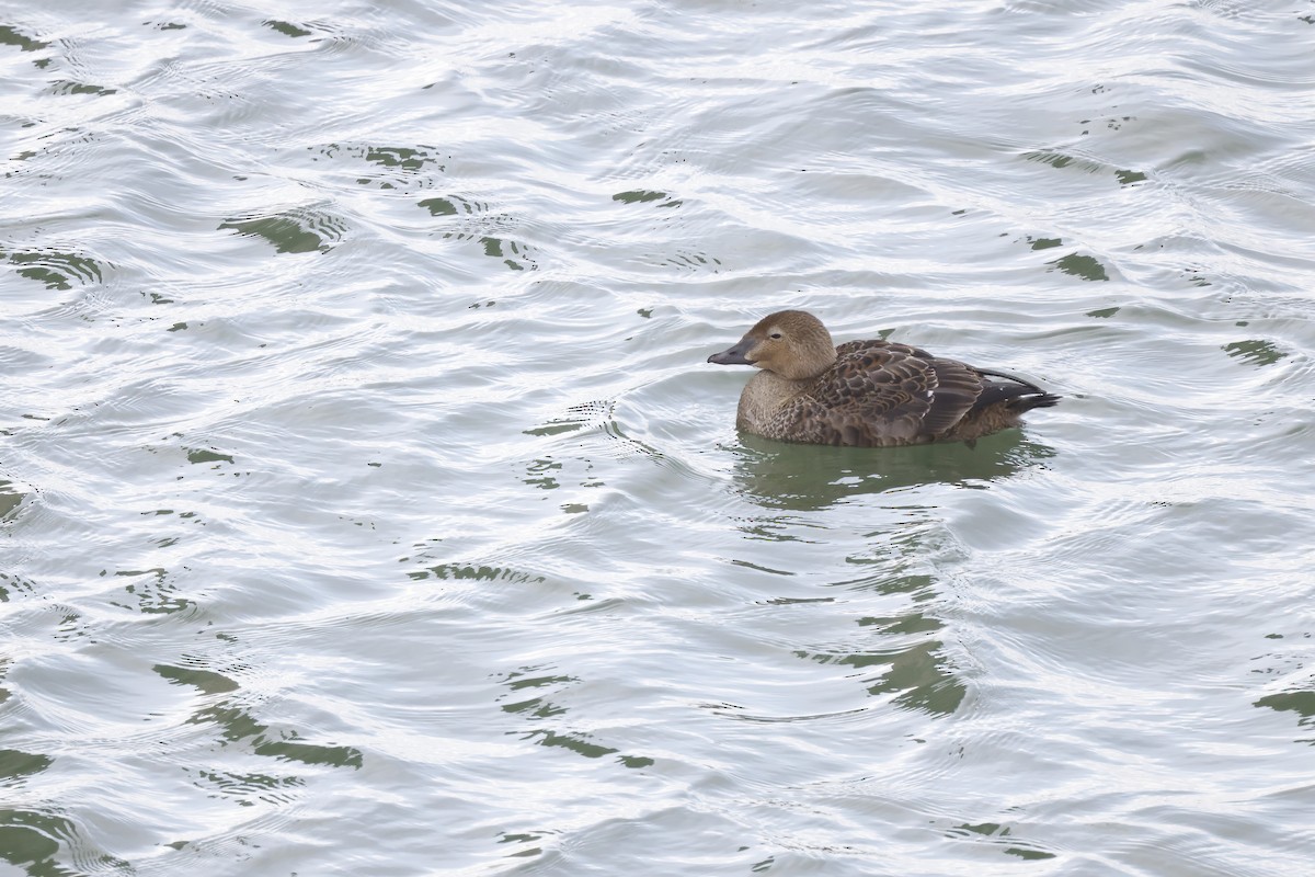 King Eider - ML391112621