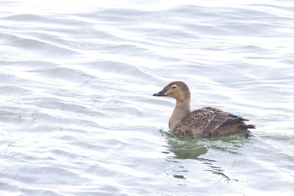 King Eider - ML391112871