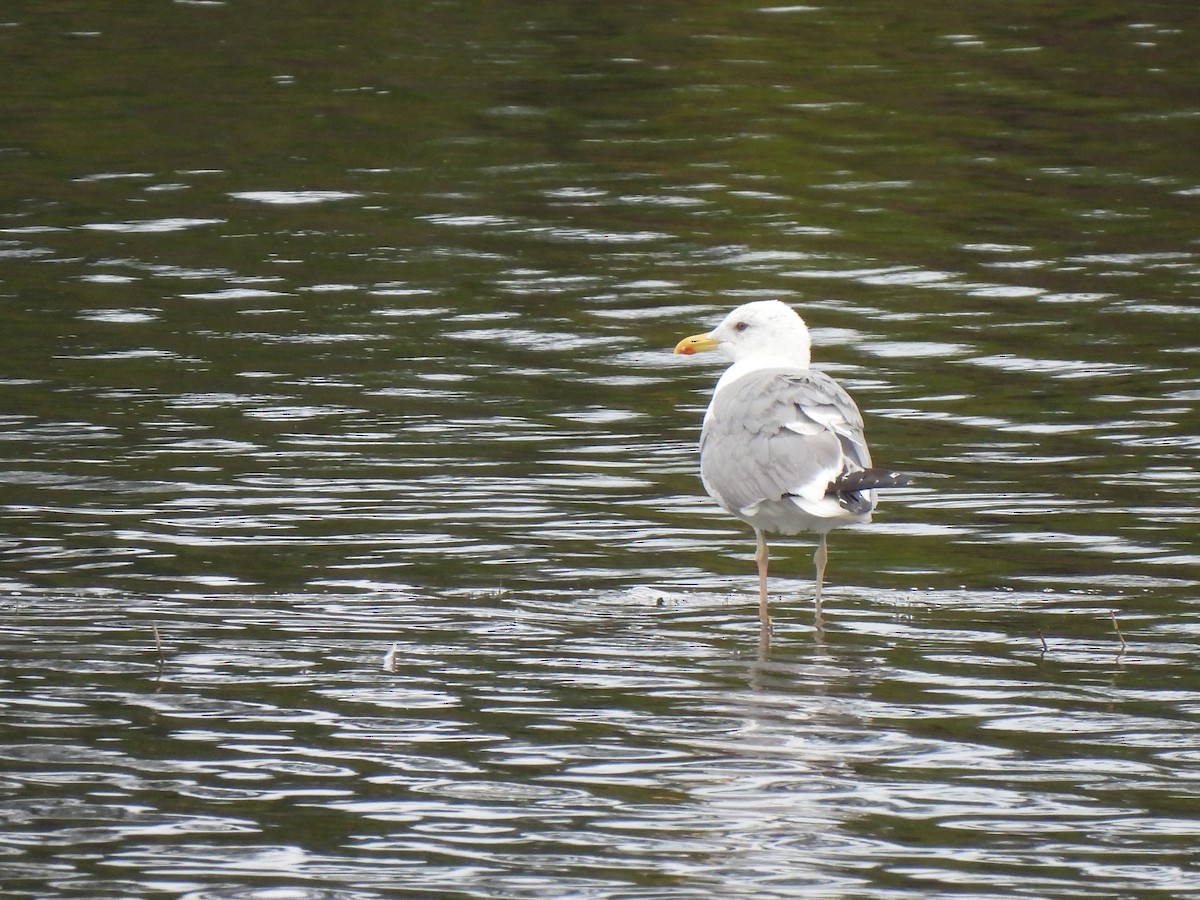 Herring Gull - ML391113401