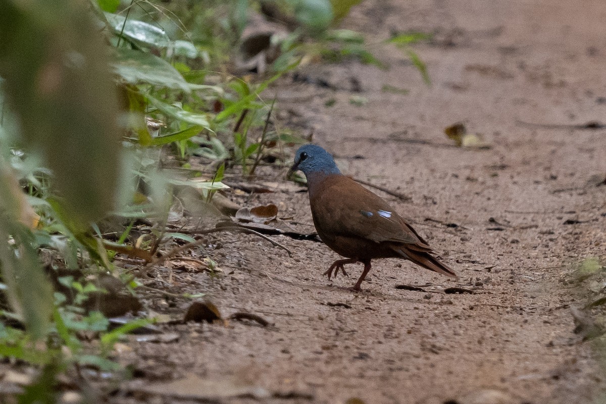 Blue-headed Wood-Dove - ML391113821