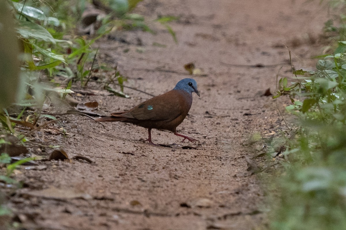 Blue-headed Wood-Dove - ML391113841