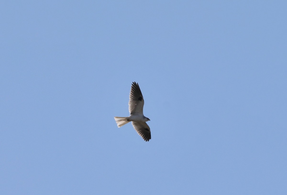 White-tailed Kite - ML391114091