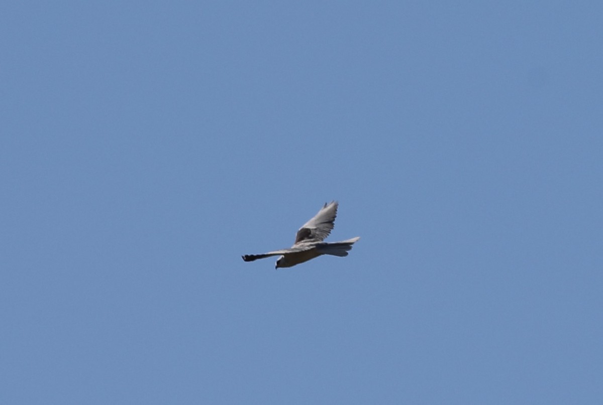 White-tailed Kite - ML391114141