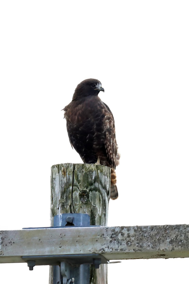 Red-tailed Hawk (calurus/alascensis) - ML391114471