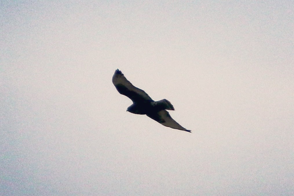 Rough-legged Hawk - Cullen Brown