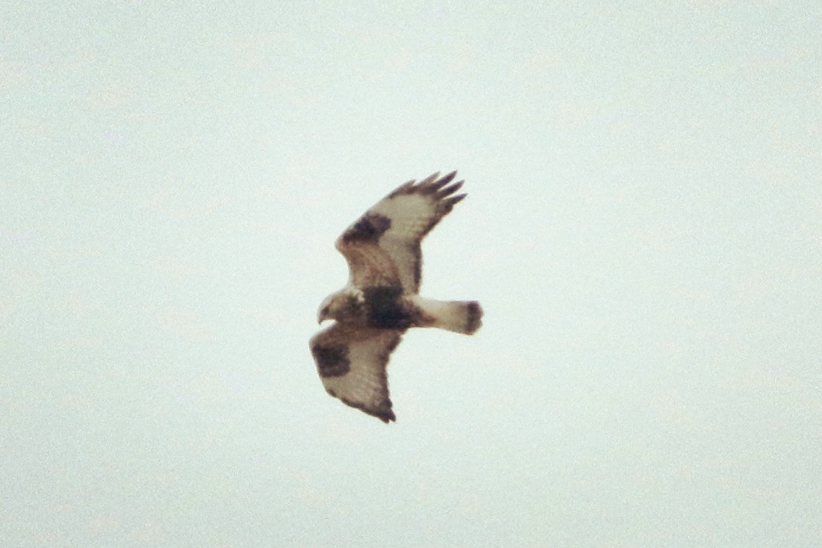 Rough-legged Hawk - Cullen Brown