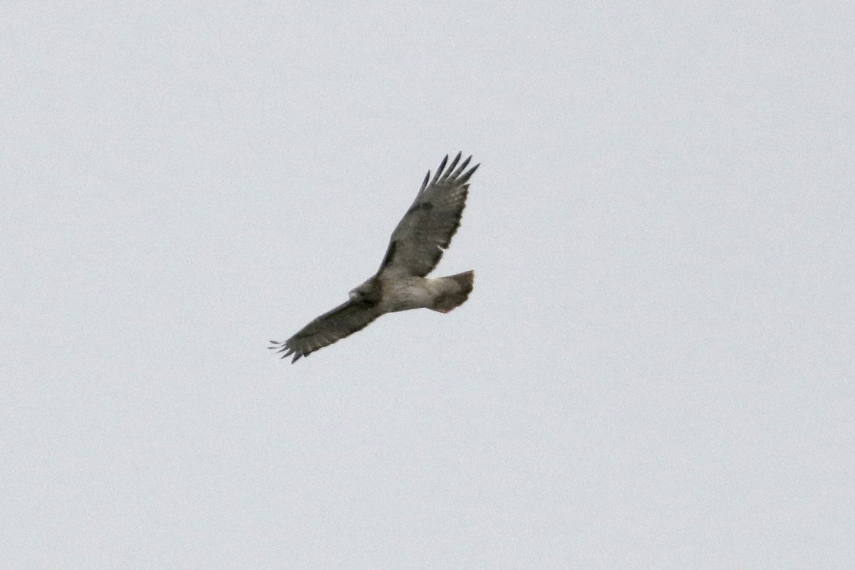 Red-tailed Hawk (borealis) - Cullen Brown