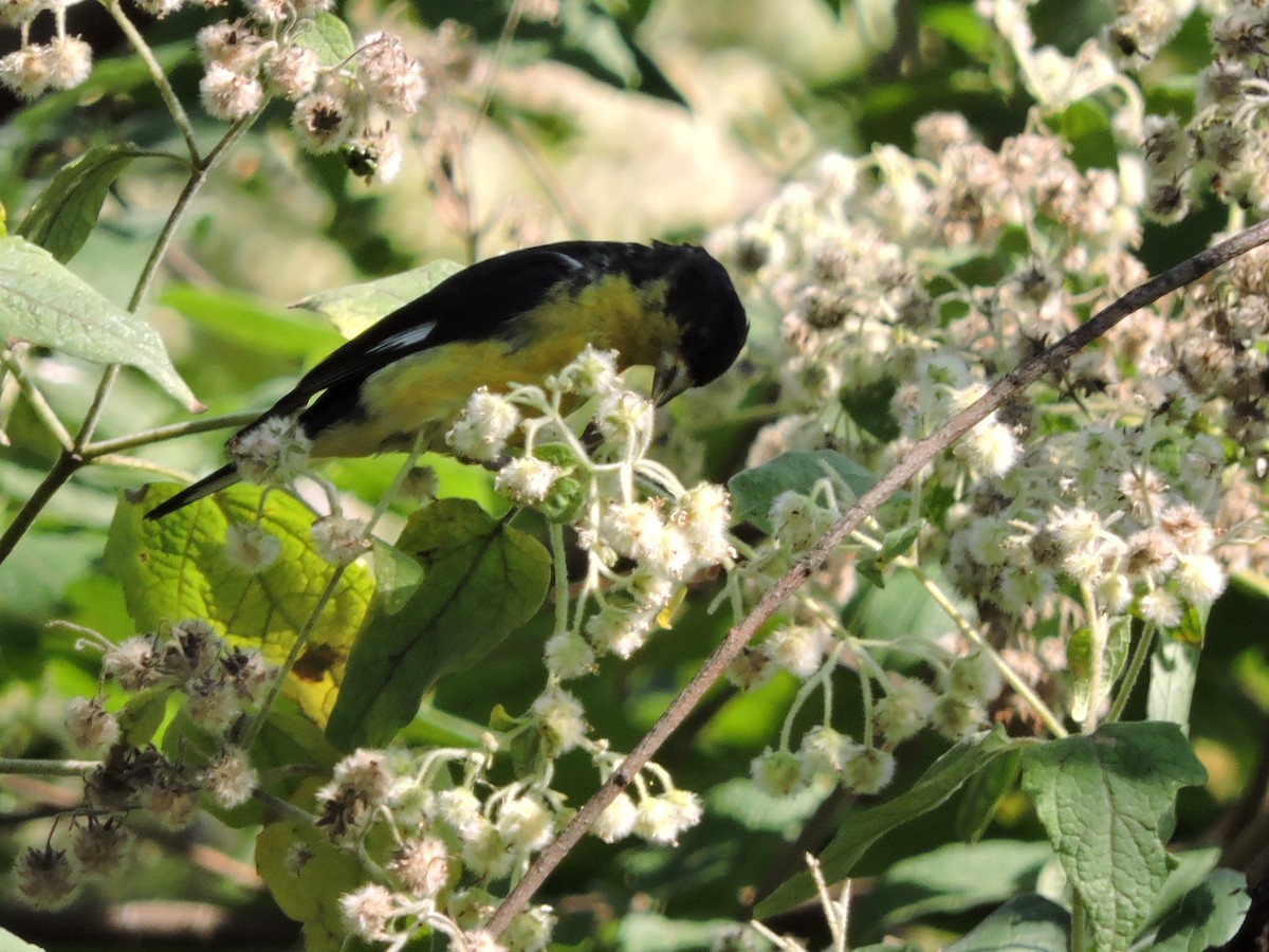 Lesser Goldfinch - ML39111681