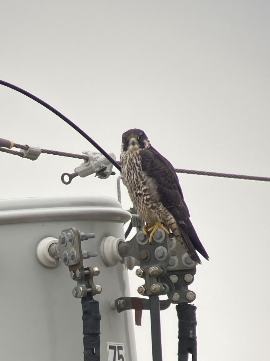 Peregrine Falcon - ML391117451