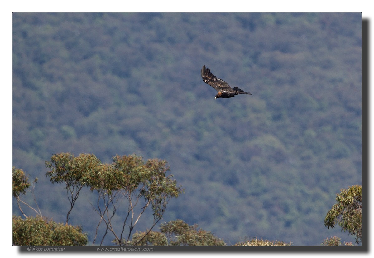 Wedge-tailed Eagle - ML39111781