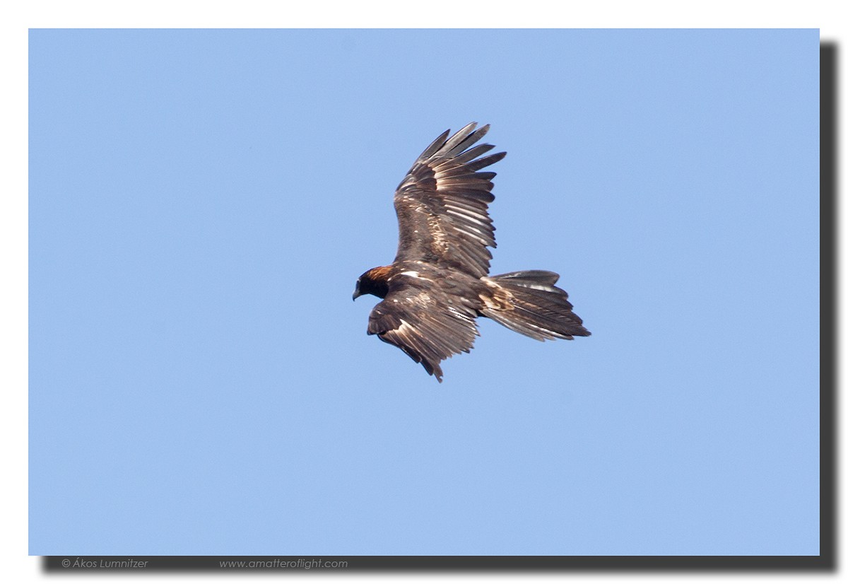 Wedge-tailed Eagle - ML39111791