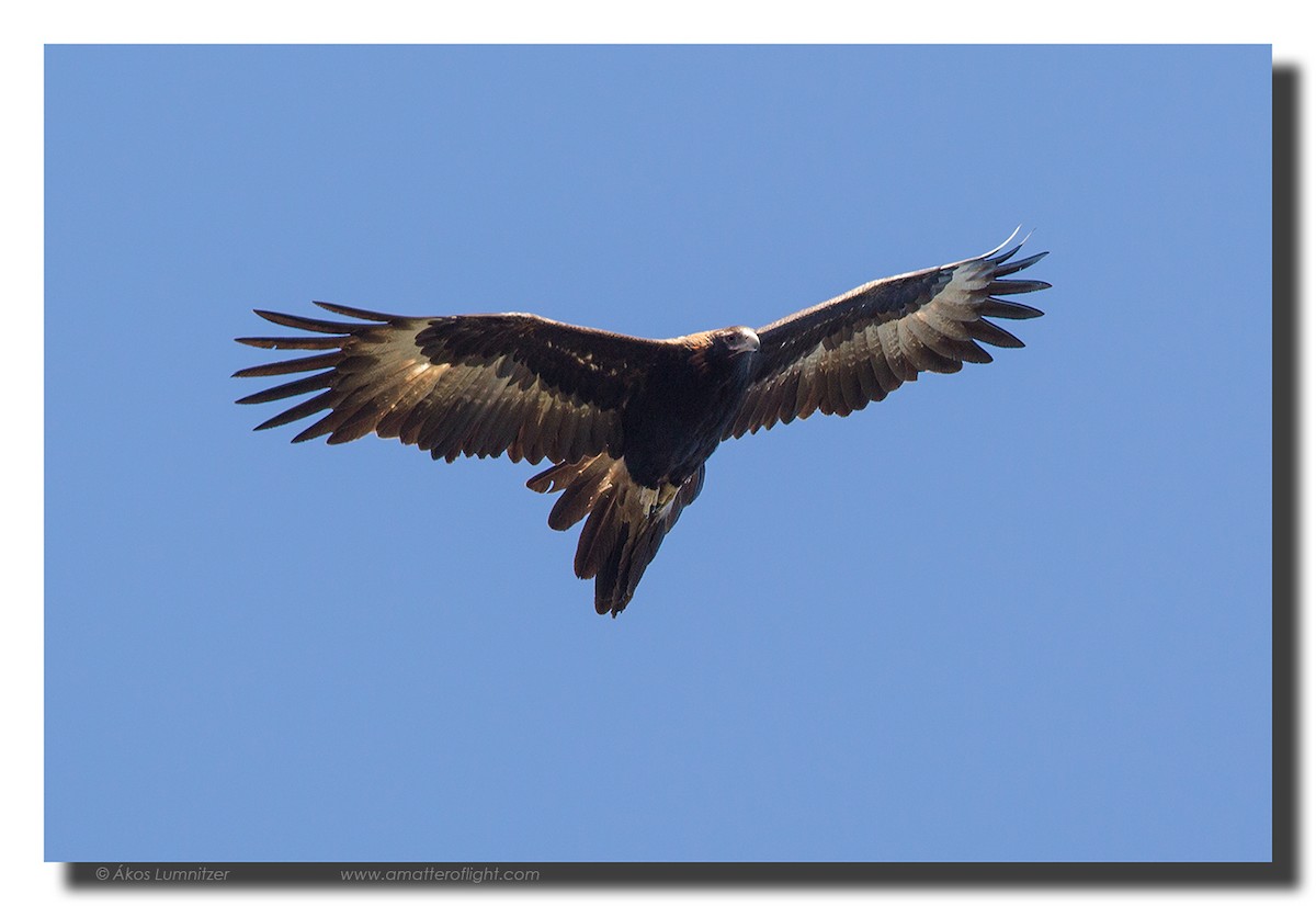Wedge-tailed Eagle - ML39111801