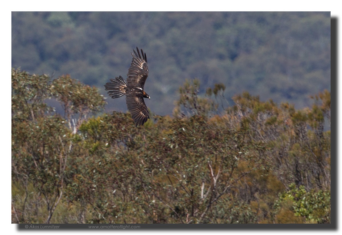 Wedge-tailed Eagle - ML39111811