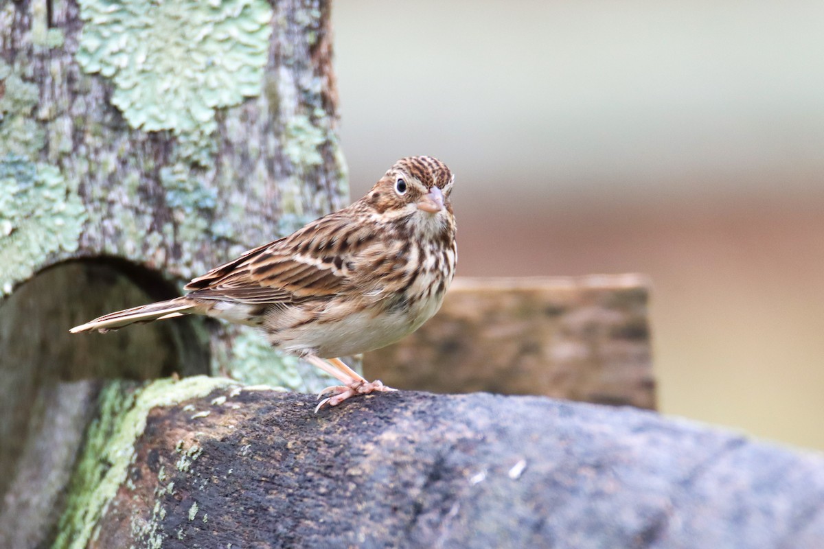 Vesper Sparrow - ML391118691