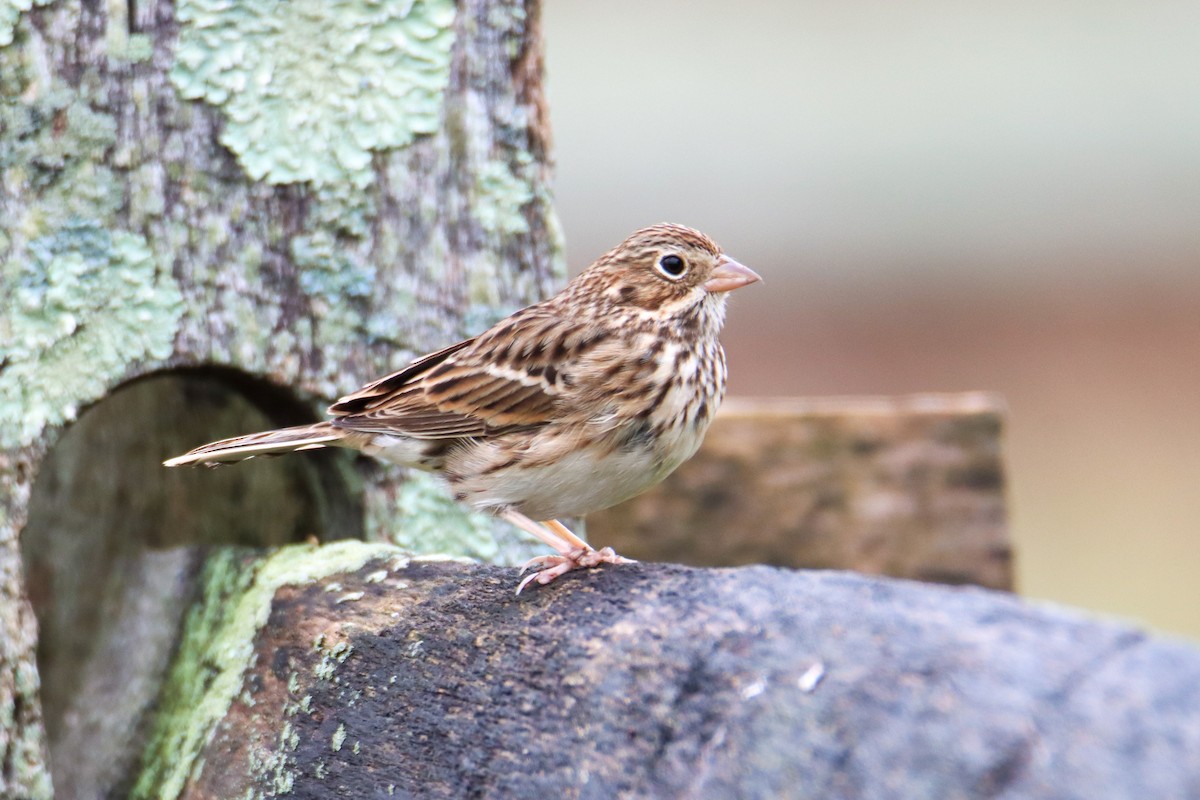 Vesper Sparrow - ML391118701