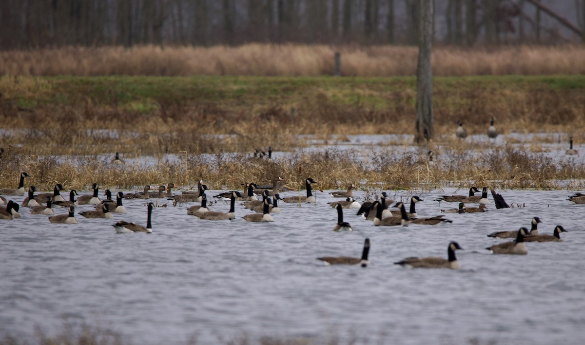 Greater White-fronted Goose - ML391120031