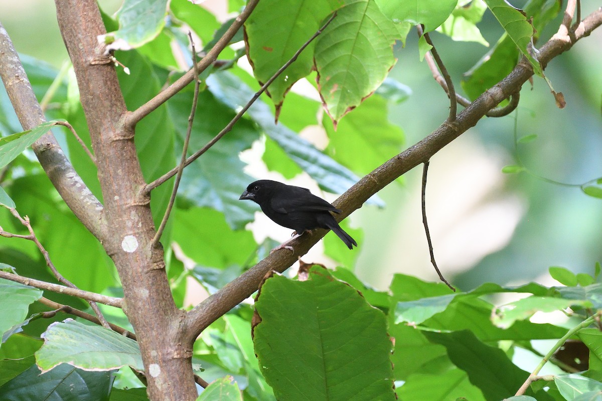 St. Lucia Black Finch - ML391120651