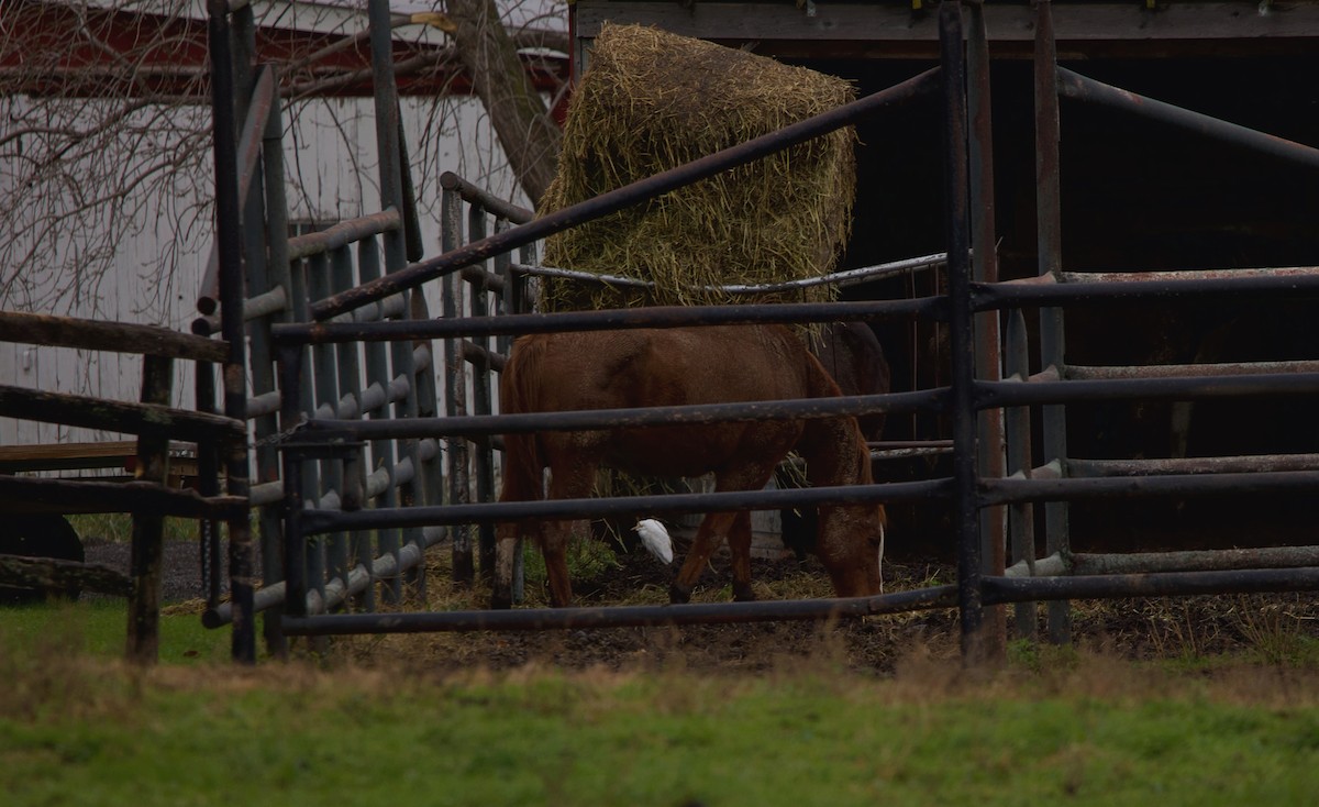 Western Cattle-Egret - ML391121021