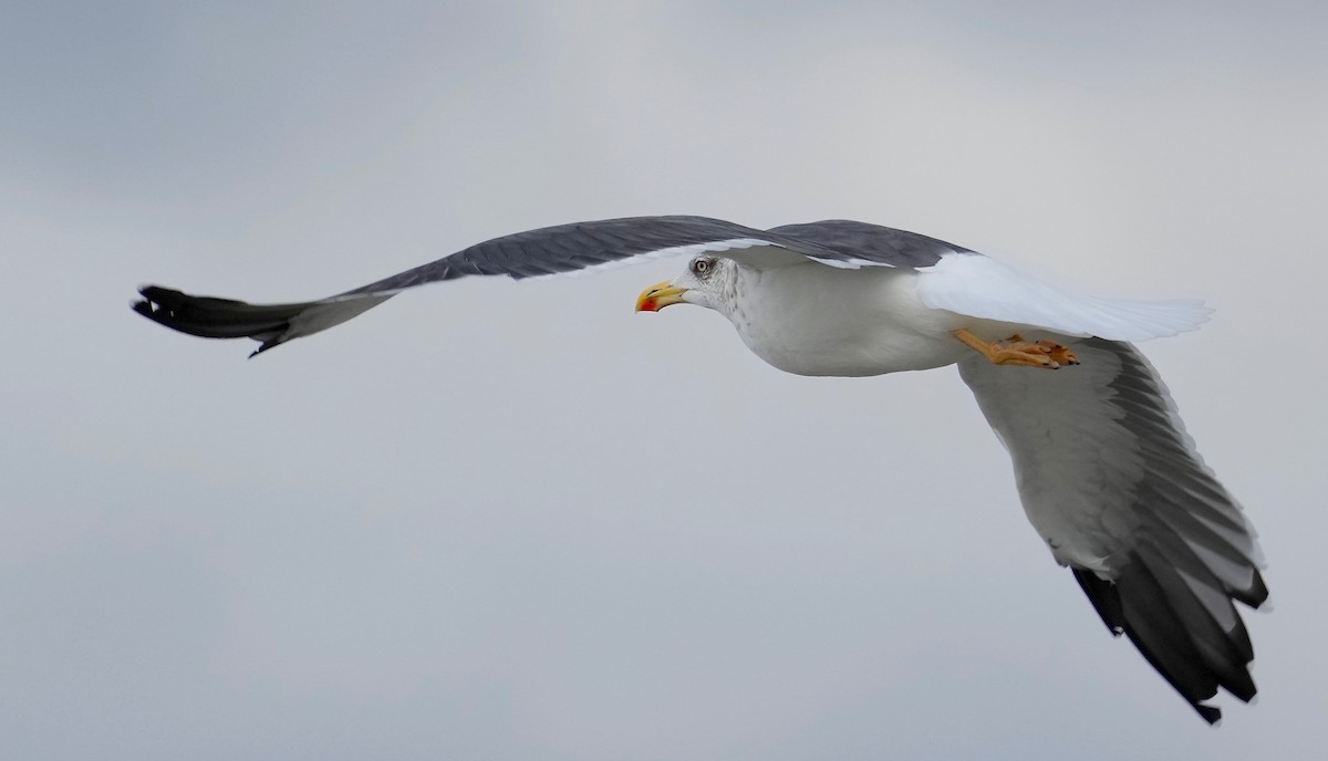 Lesser Black-backed Gull - Sunil Thirkannad