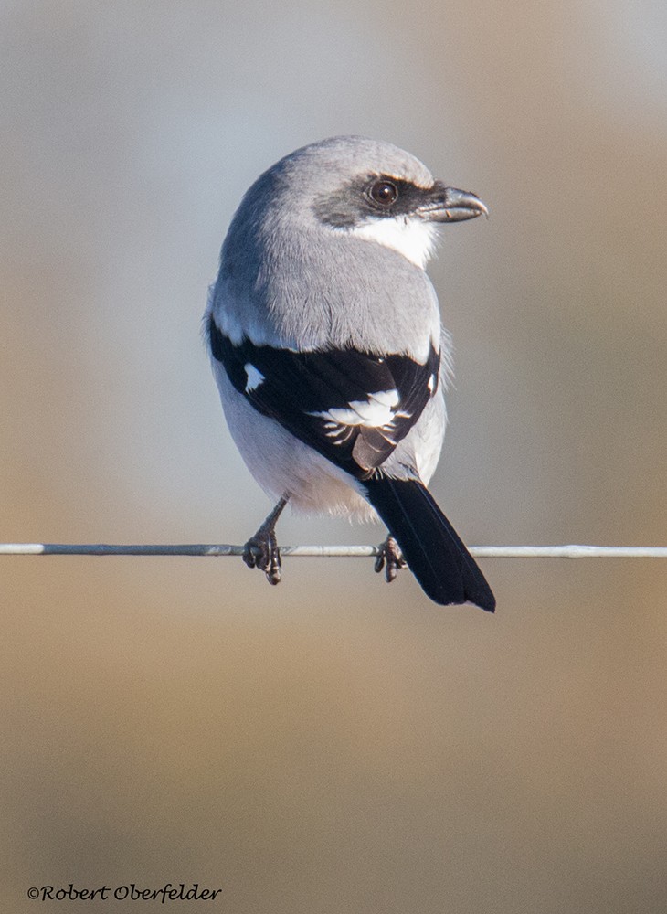 Loggerhead Shrike - ML391122331