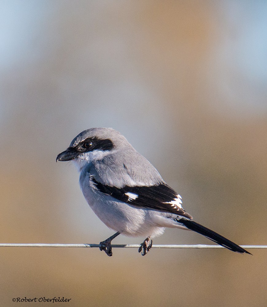 Loggerhead Shrike - ML391122351