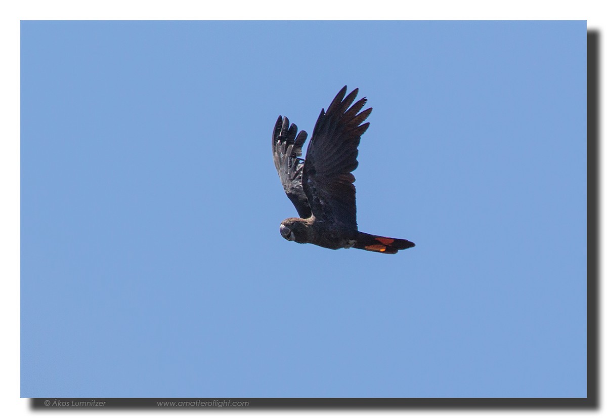 Glossy Black-Cockatoo - ML39112271