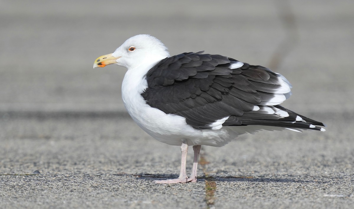 Great Black-backed Gull - ML391122931