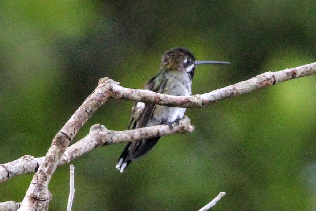 kolibřík hvězdohrdlý - ML391123221