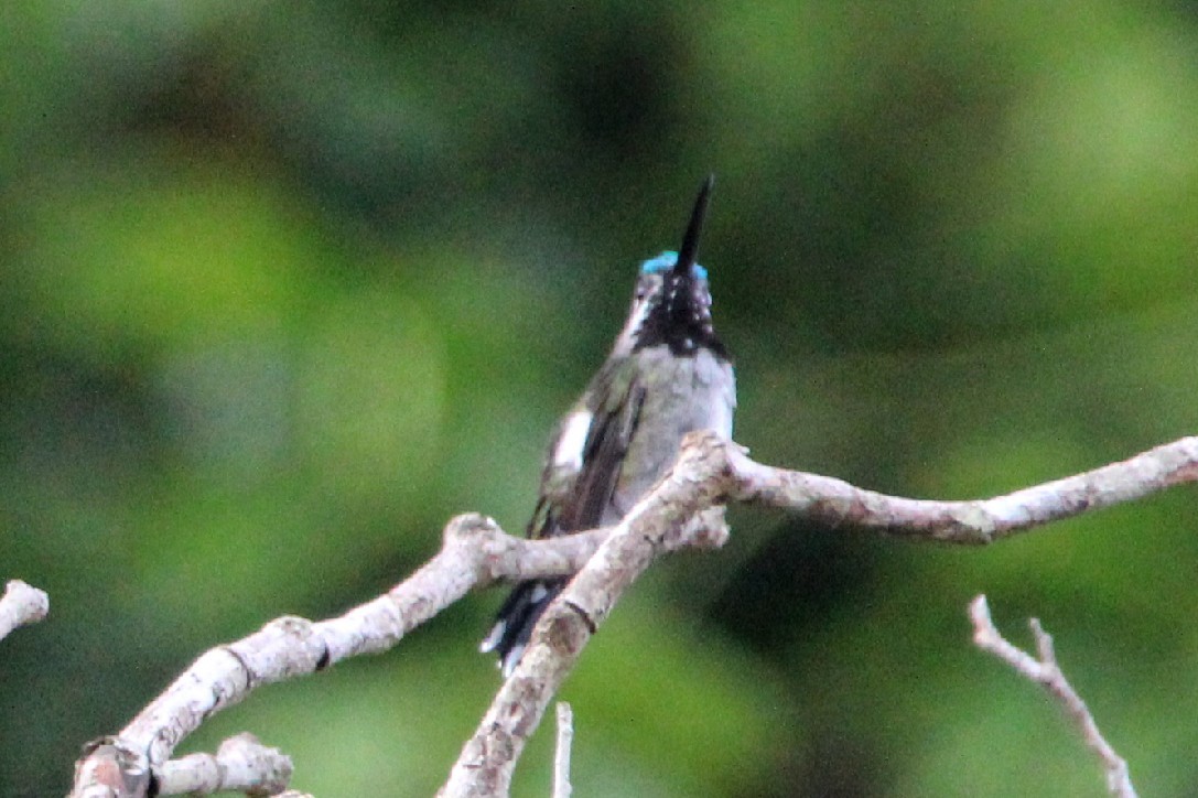 Colibrí Piquilargo - ML391123231